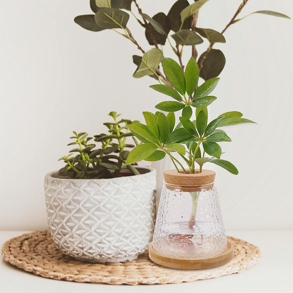 2Pcs Glass Hydroponic Vase Vol - Propagation Station Vase 评论和价格