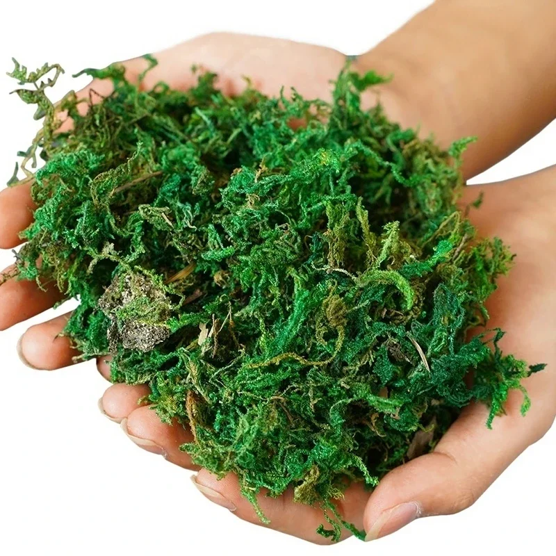 800G Dry Real Green Moss Decor - Sphagnum Moss Dry 评论和价格