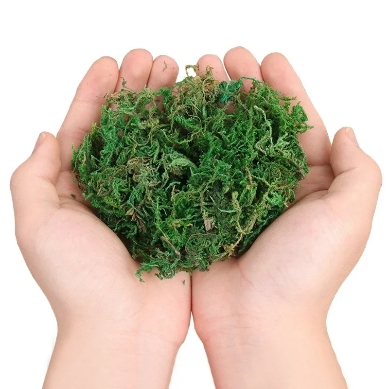 800G Dry Real Green Moss Decor - Sphagnum Moss Dry 评论和价格