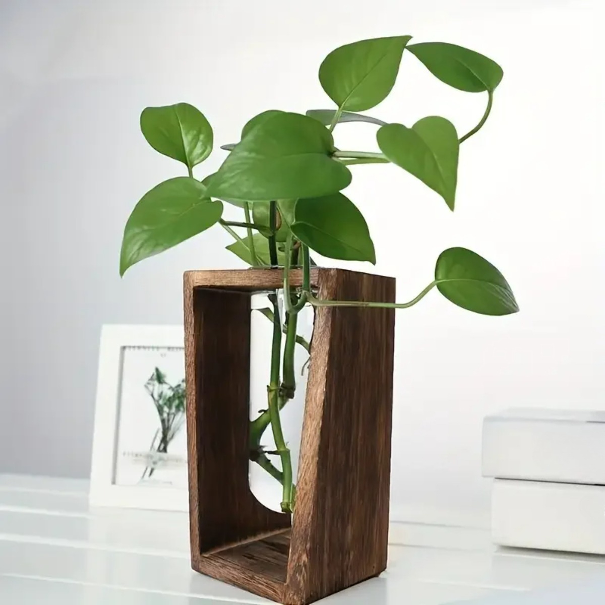 Plant Propagation Station Hydr - Propagation Station Vase 评论和价格