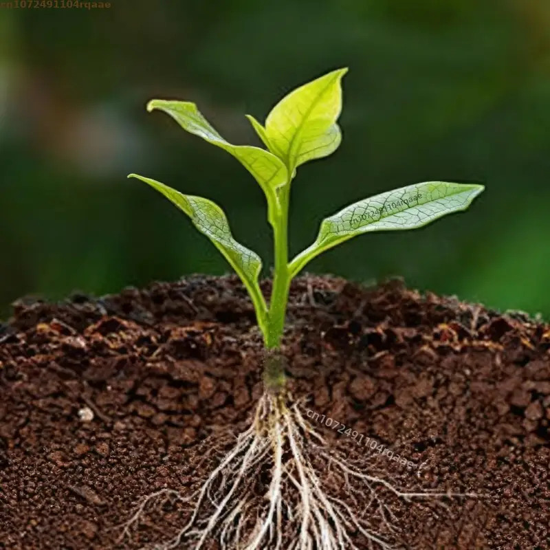 Plant Rooting Powder Indole Bu - Rooting Hormone Powder 评论和价格