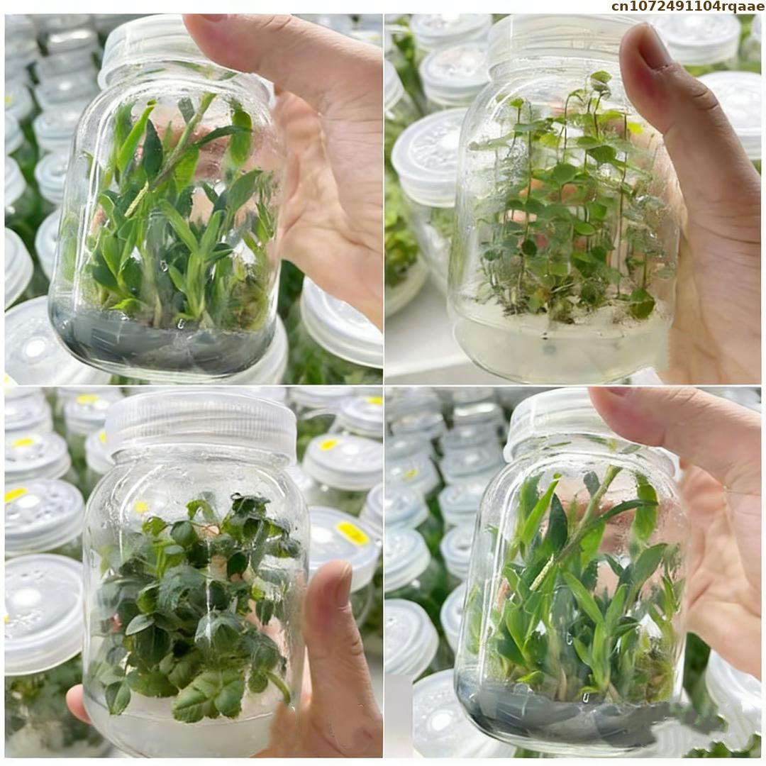 Premium Plant Tissue Culture A - Agar Tissue Culture 评论和价格