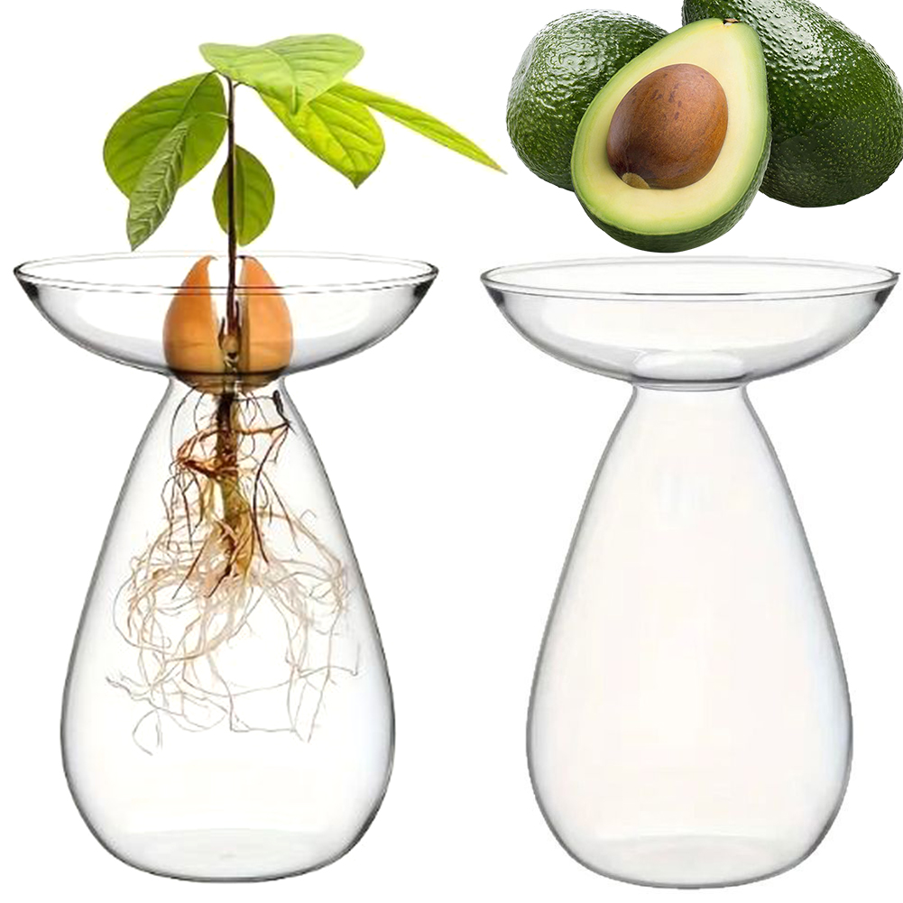 Avocado Seed Starter Hydroponi - Propagation Station Vase 评论和价格