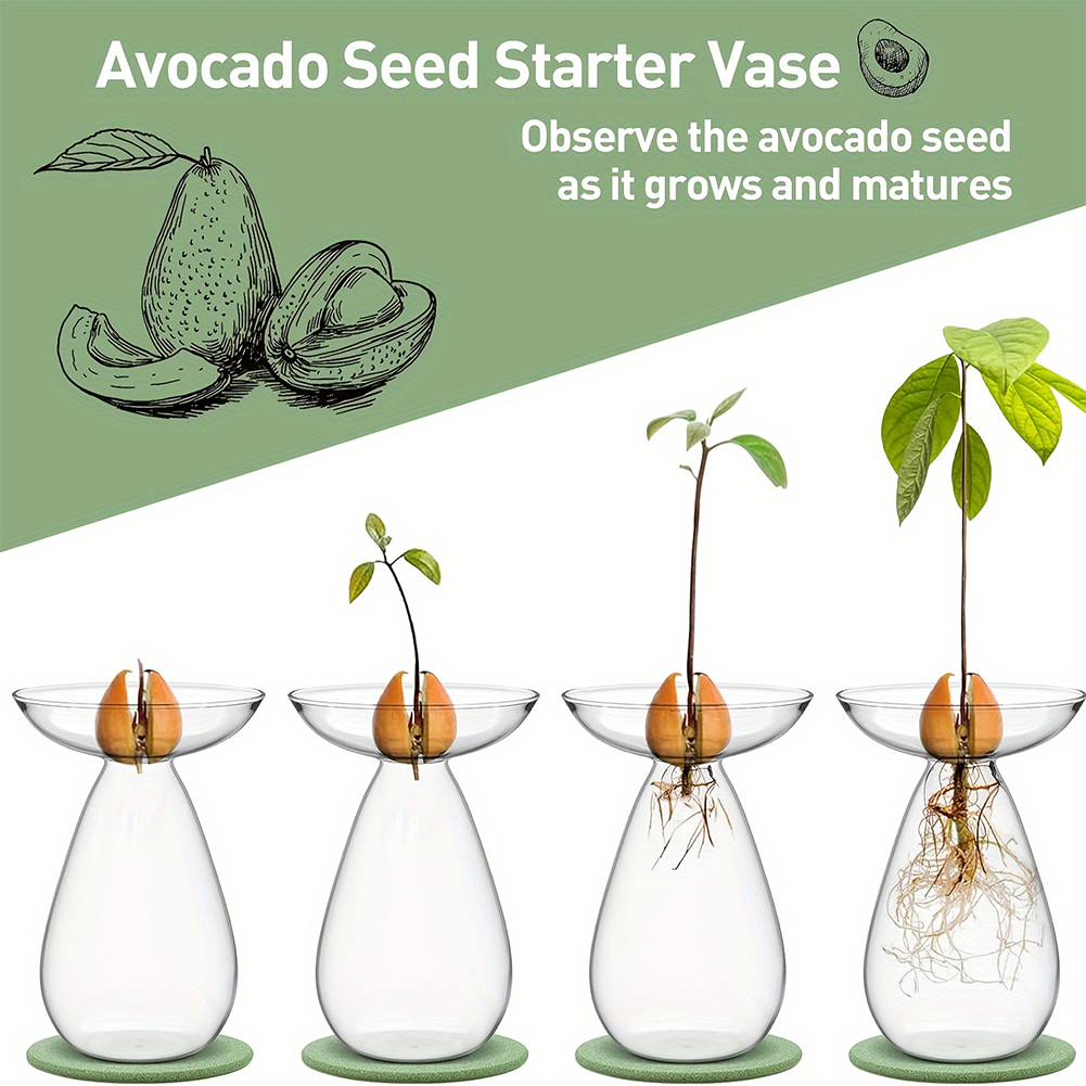 Avocado Seed Starter Hydroponi - Propagation Station Vase 评论和价格