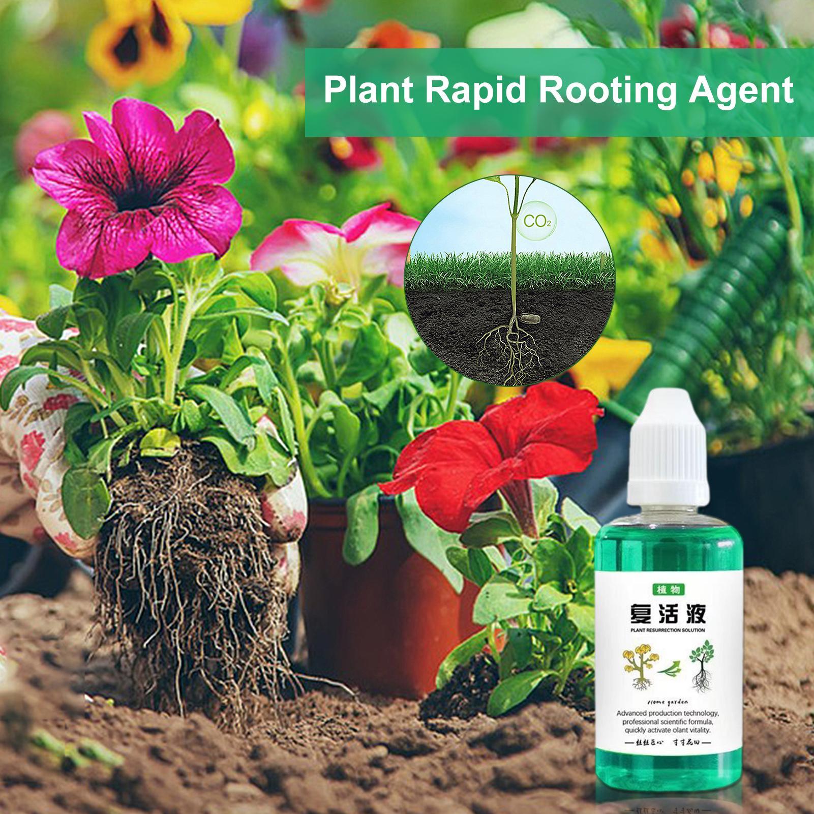 Root Stimulator For Plants 50m - Root Stimulator Liquid 评论和价格
