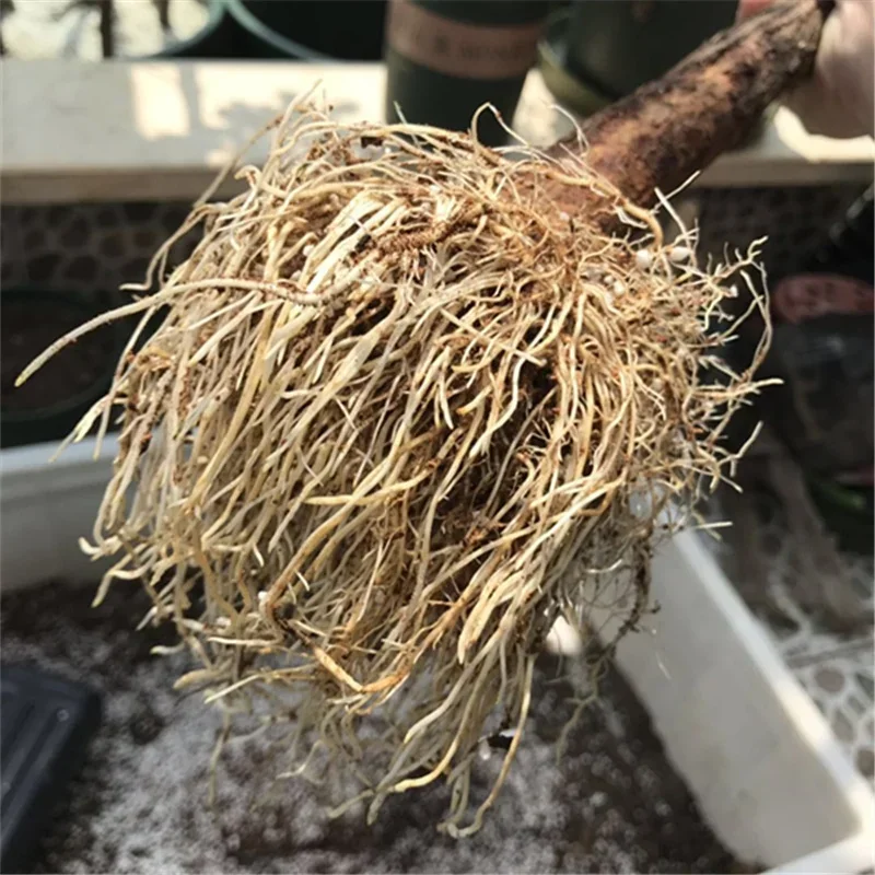 10g Quickly Rooting Powder Hor - Rooting Hormone Powder 评论和价格