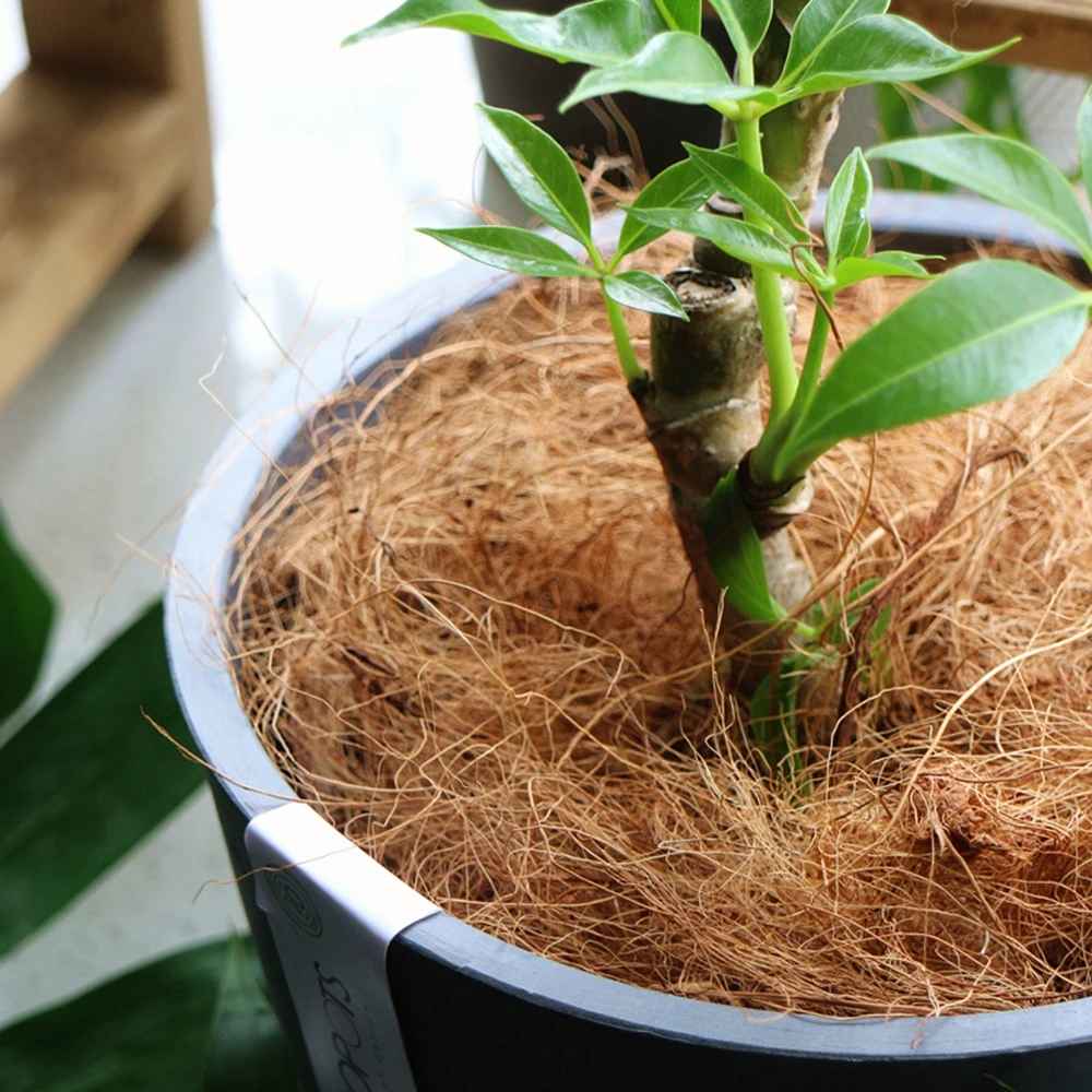 Natural Coconut Husk Fiber Flo - Sphagnum Moss Dry 评论和价格