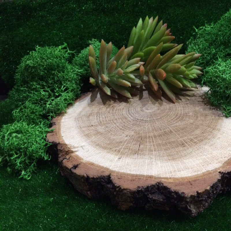 20G Natural Moss Artificial Pl - Sphagnum Moss Dry 评论和价格