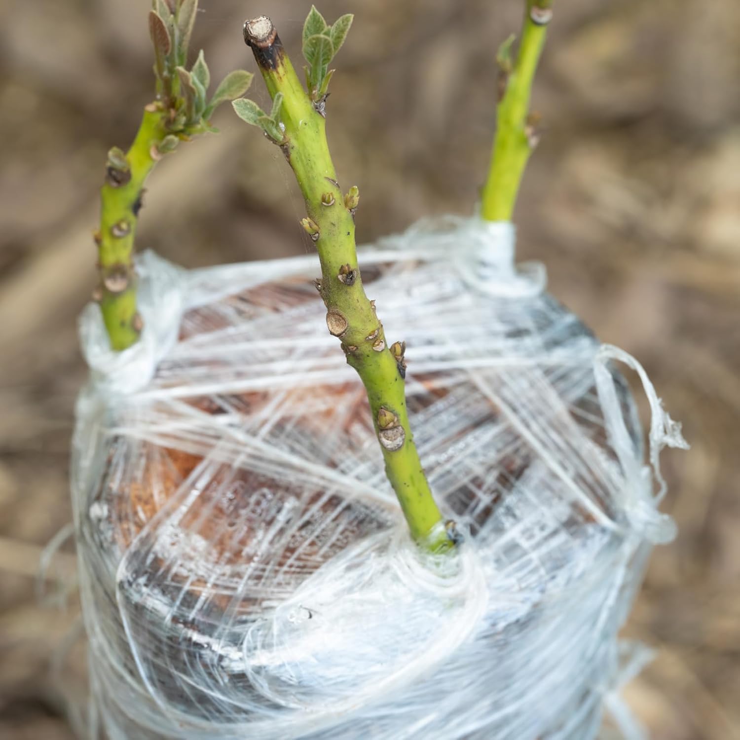 Eco-Friendly Biodegradable Gra - Rooting Hormone Powder 评论和价格